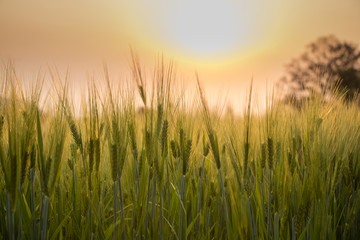 Fototapeta premium Barley plants in a wheat field at sunset. Close up.