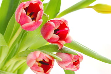 Fresh tulip flowers
