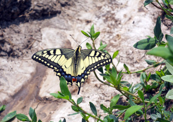 butterfly