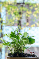 Little tree on wooden background