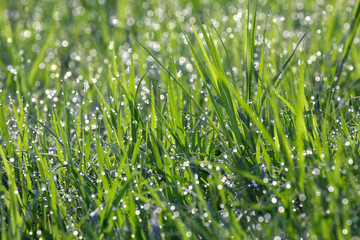 Drops of water at the top of green grass.