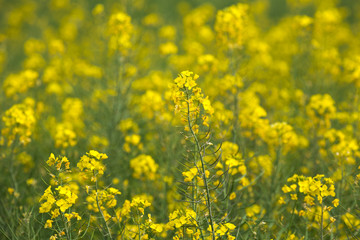 Yellow field of flowers Mustard for the background.