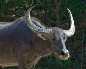 Buffalo horn Beautiful water buffalo male. © MrPreecha