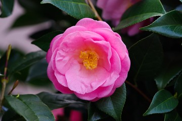 Camellia japonica (Tsubaki)
