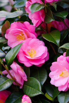 Camellia japonica (Tsubaki)
