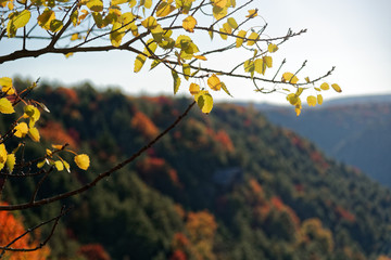 Colorful Fall Foliage