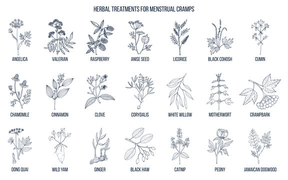 Best herbs for menstrual cramps treatment