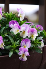 Tufted pansy (Garden pansy)
