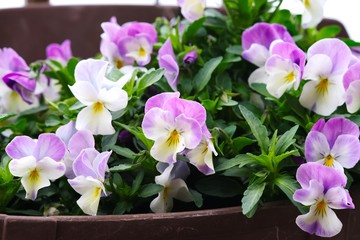 Tufted pansy (Garden pansy)