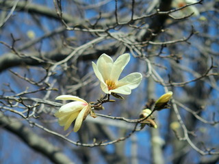 開花した辛夷の木