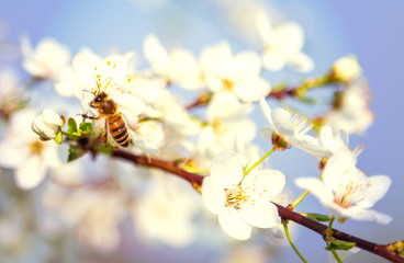 Spring scenes, including blooming flowers, cherry blossoms