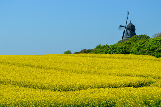 Danish Old Windmill in Pastoral Yellow Field