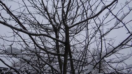 Tree branches covered with snow.