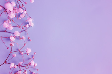 Fototapeta na wymiar Little white beautiful flowers, composition on a purple background. Flowers gypsophila. Flat lay, copy space
