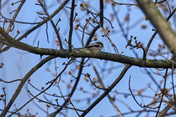 long tailed tit bird