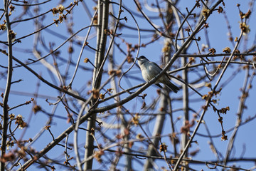 blackcap bird on tree