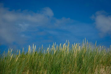 high green grass on sky background