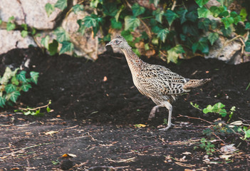 Female pheasant walking on ground in summer garden