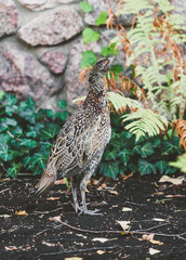 Female pheasant walking on ground in summer garden