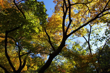 Obraz premium 青空と紅葉