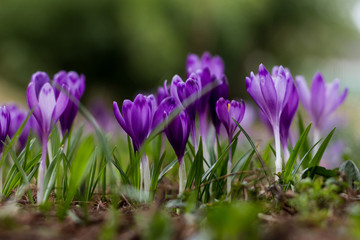 Fototapeta premium Lush flowering of purple crocuses in the forests of Transcarpathia