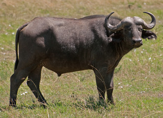 Water Buffalo on the Masai Mara in Kenya, Africa.