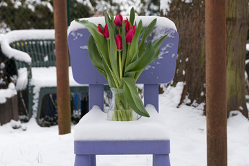Waiting for spring. Tulips in the snow. Background, texture.