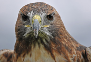A closeup of an kestrel looking into the camera.
