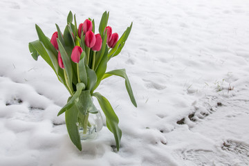 Waiting for spring. Tulips in the snow. Background, texture.
