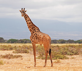 A Giraffe on the Masai Mara in Africa.