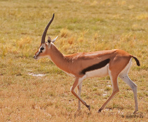 Naklejka na ściany i meble Thomson's Gazelle on the Masai Mara in Kenya.