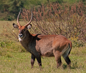 Male Water Buck on the Masai Mara in Kenya, Africa.