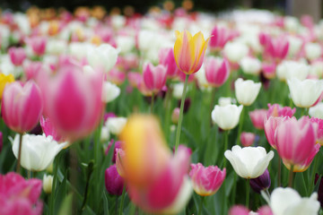 Tulips