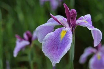 美しい薄紫の花菖蒲