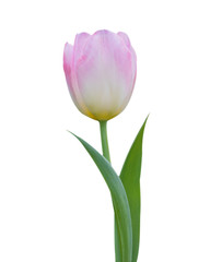 Pink tulip, Spring flower pink tulips bouquet isolated on white background, Flower background