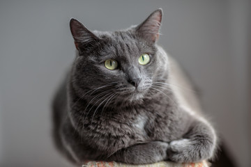 A cute gray cat lies in the sun's rays and looks seriously into the frame with a serious look.