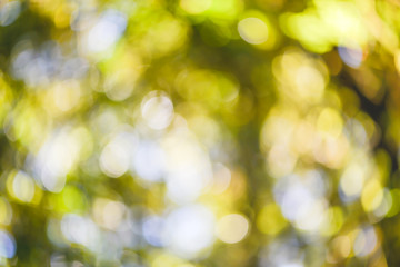 background blur natural and light background in the park.