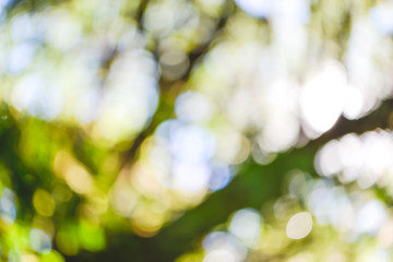 background blur natural and light background in the park.