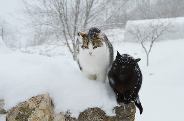 cats on the snow

