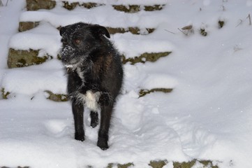 black dog in the snow