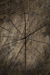 Close-up of old splitting tree stump