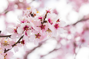 Fototapeta premium almonds flowers branch sky branches clouds background