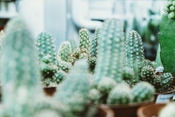 Cacti in pots in a flower shop