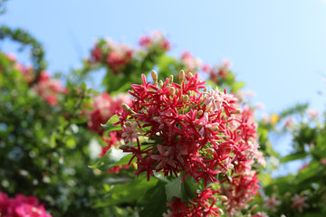 Combretum indicum, Chinese honeysuckle or Rangoon creeper beautiful color with leaves in nature...