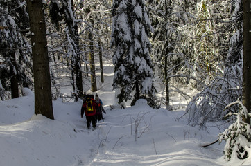 zimowy las w Bieszczadach 