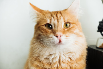 Inflammation on the upper lip of a red cat