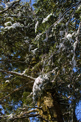 zimowy las w Bieszczadach 