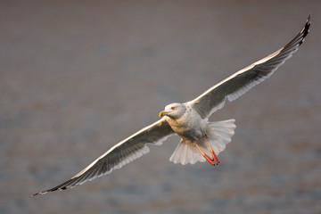 Typical gull with black wingtips and yellow beak