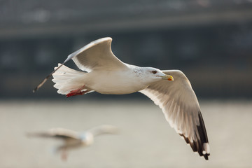 Typical gull with black wingtips and yellow beak