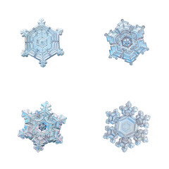 Four snowflakes isolated on white background. Macro photo of real snow crystals: large stellar dendrites with complex, ornate shapes, fine hexagonal symmetry, long, elegant arms and glossy surface.